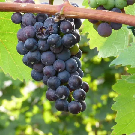 Relaxen Im Weindorf